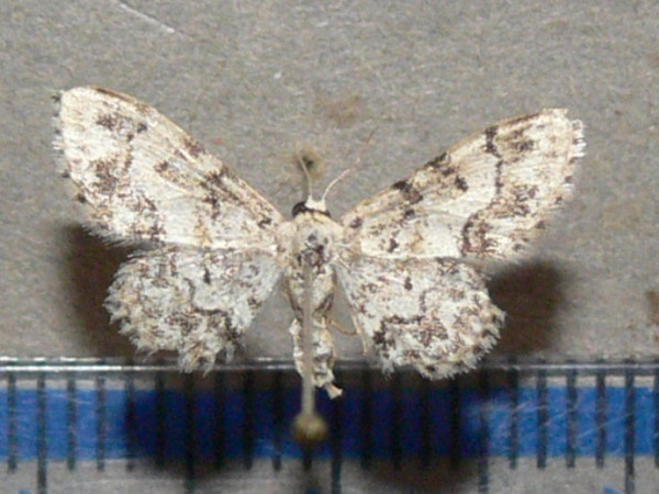 /filer/webapps/moths/media/images/P/prionodonta_Idaea_A_Goffa_03.jpg