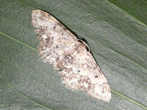 /filer/webapps/moths/media/images/P/prionodonta_Idaea_A_Goffa_04.jpg