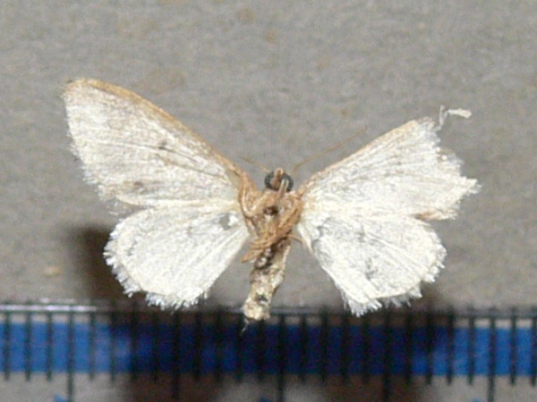 /filer/webapps/moths/media/images/P/prionodonta_Idaea_A_Goffb_01.jpg