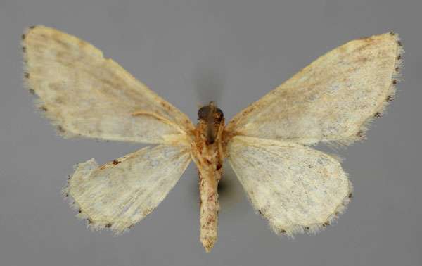 /filer/webapps/moths/media/images/P/prionodonta_Idaea_A_ZSM_02.jpg