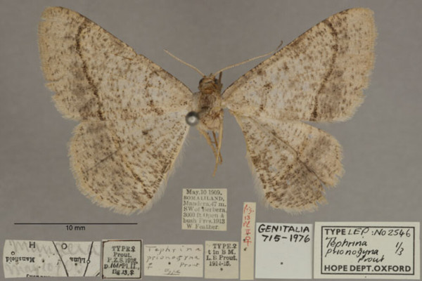 /filer/webapps/moths/media/images/P/prionogyna_Isturgia_PTF_OUMNHa_01.jpg
