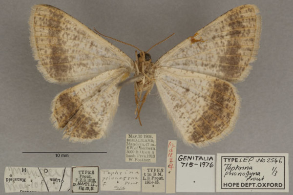 /filer/webapps/moths/media/images/P/prionogyna_Isturgia_PTF_OUMNHb_01.jpg