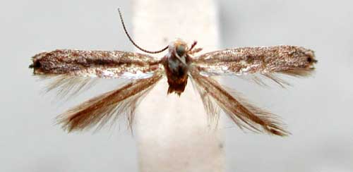 /filer/webapps/moths/media/images/P/prionota_Pareclectis_HT_TMSA350.jpg
