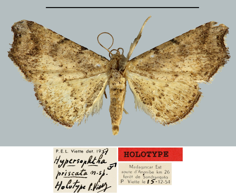 /filer/webapps/moths/media/images/P/priscata_Hypersophtha_HT_MNHN.jpg