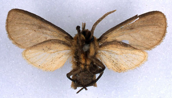/filer/webapps/moths/media/images/P/priscilla_Metarctia_HT_BMNH_02.jpg