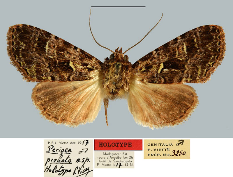/filer/webapps/moths/media/images/P/probata_Perigea_HT_MNHN.jpg