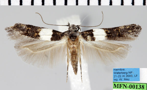 /filer/webapps/moths/media/images/P/probata_Pseudotelphusa_AM_ZMHB.jpg