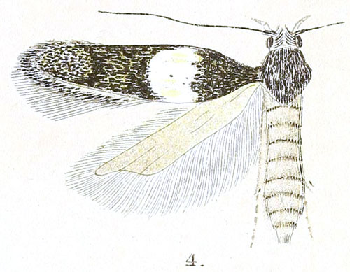 /filer/webapps/moths/media/images/P/probata_Telphusa_PTF_Meyrick_4-4.jpg