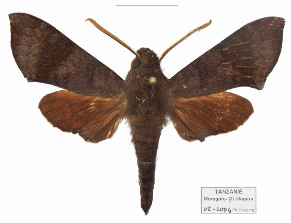 /filer/webapps/moths/media/images/P/probata_Temnora_AM_Basquin.jpg