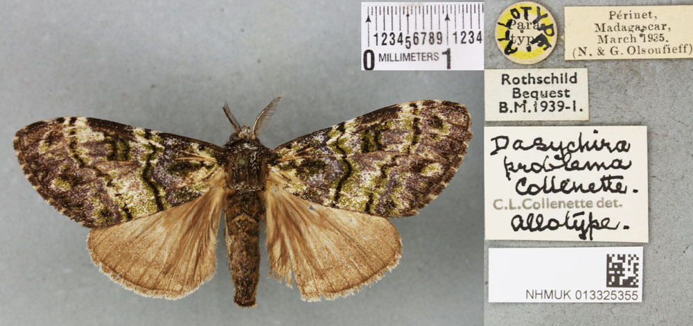 /filer/webapps/moths/media/images/P/problema_Dasychira_AT_BMNHa.jpg