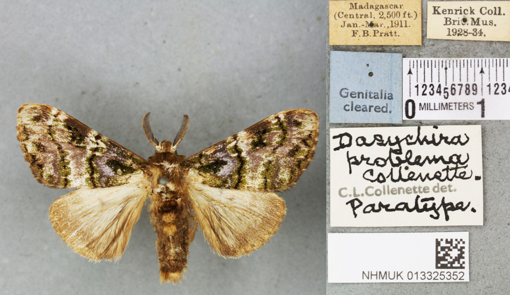 /filer/webapps/moths/media/images/P/problema_Dasychira_PTM_BMNH_01a.jpg