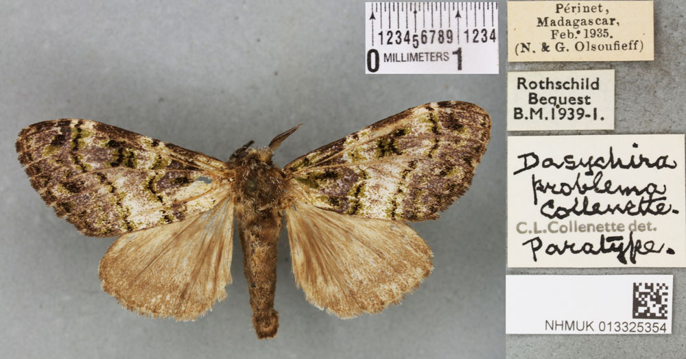 /filer/webapps/moths/media/images/P/problema_Dasychira_PTM_BMNH_02a.jpg