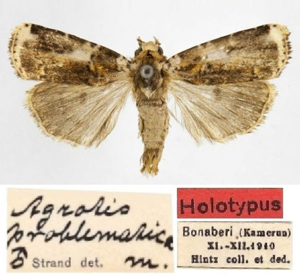 /filer/webapps/moths/media/images/P/problematica_Agrotis_HT_DEIB.jpg