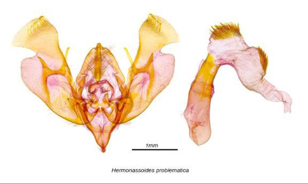 /filer/webapps/moths/media/images/P/problematica_Hermonassoides_GMHT_DEIB.jpg