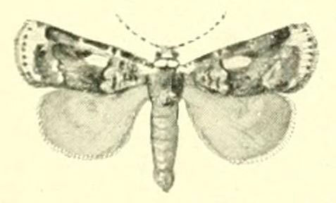 /filer/webapps/moths/media/images/P/problematica_Hermonassoides_HT_Strand1915.jpg