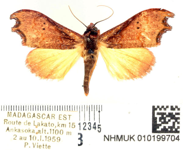 /filer/webapps/moths/media/images/P/problematica_Hondryches_AM_BMNH_01.jpg