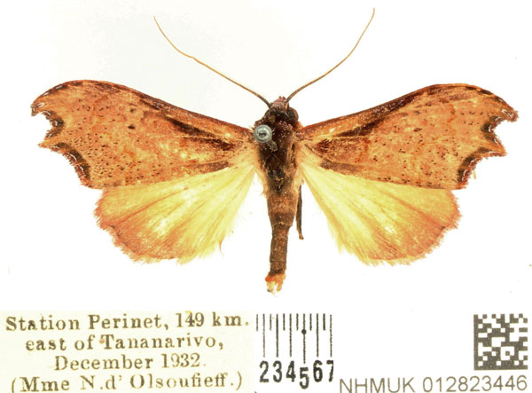 /filer/webapps/moths/media/images/P/problematica_Hondryches_AM_BMNH_02.jpg