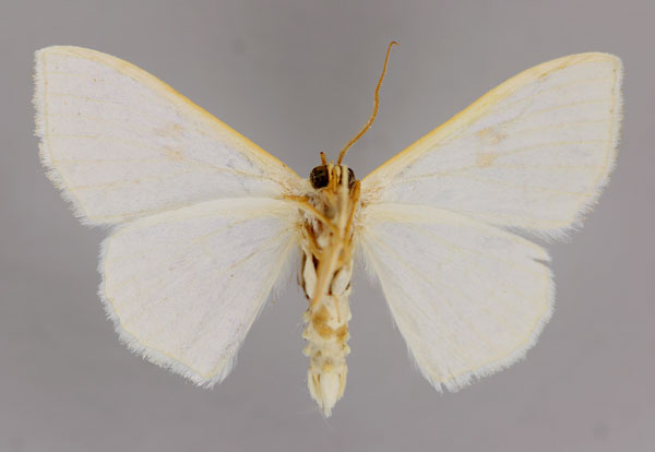 /filer/webapps/moths/media/images/P/probleptica_Somatina_A_ZSM_02.jpg