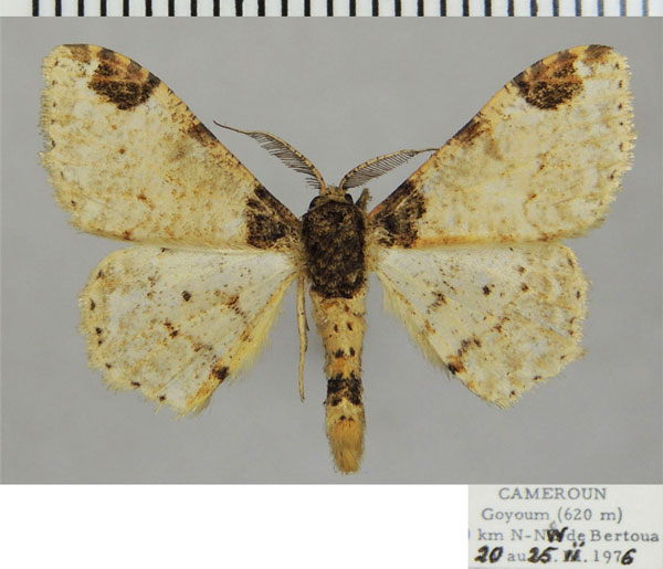 /filer/webapps/moths/media/images/P/probola_Colocleora_AM_ZSMa.jpg