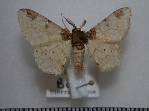 /filer/webapps/moths/media/images/P/probola_Colocleora_A_Revell.jpg