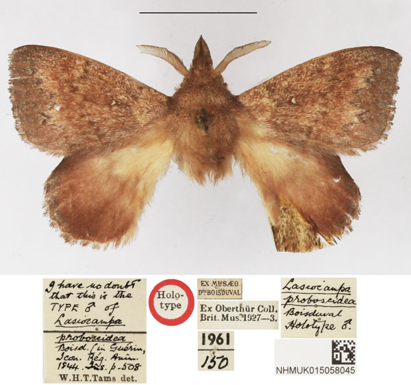 /filer/webapps/moths/media/images/P/proboscidea_Lasiocampa_HT_NHMUK.jpg
