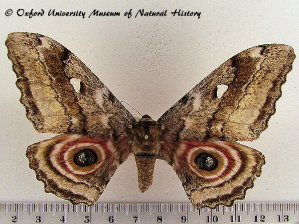 /filer/webapps/moths/media/images/P/probsti_Protogynanisa_AF_OUMNHa_03.jpg