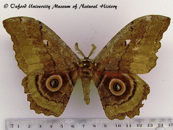 /filer/webapps/moths/media/images/P/probsti_Protogynanisa_AM_OUMNHa_01.jpg
