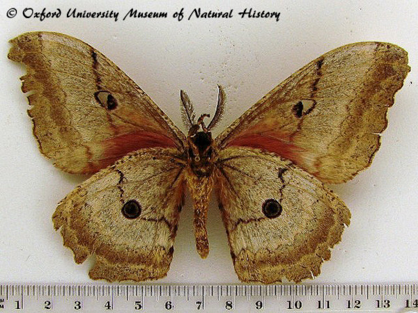 /filer/webapps/moths/media/images/P/probsti_Protogynanisa_AM_OUMNHb_02.jpg