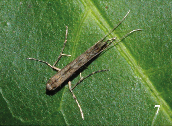 /filer/webapps/moths/media/images/P/procellaris_Semnocera_A_Triberti-etal_2024_32.jpg