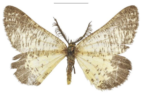 /filer/webapps/moths/media/images/P/procellosa_Rhodophthitus_HT_NHMUK.jpg