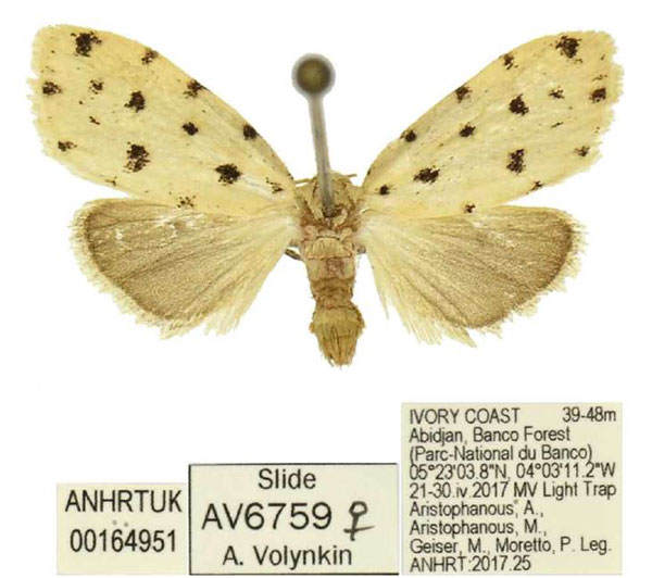 /filer/webapps/moths/media/images/P/processa_Siccia_PTF_ANHRT.jpg