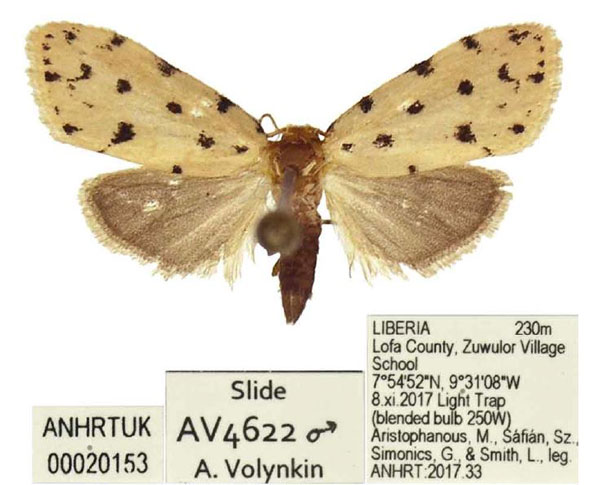 /filer/webapps/moths/media/images/P/processa_Siccia_PTM_ANHRT.jpg
