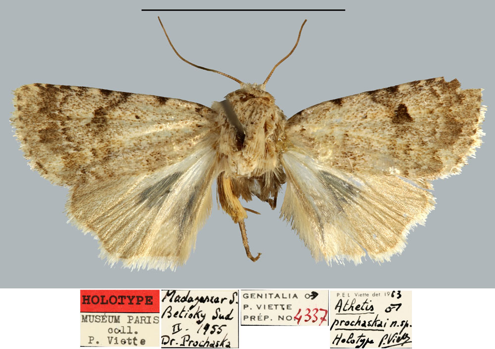 /filer/webapps/moths/media/images/P/prochaskai_Athetis_HT_MNHN.jpg