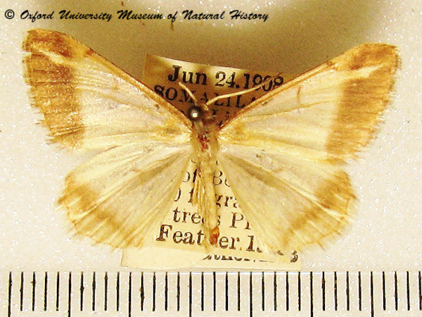 /filer/webapps/moths/media/images/P/procidata_Chiasmia_A_OUMNH_01.jpg