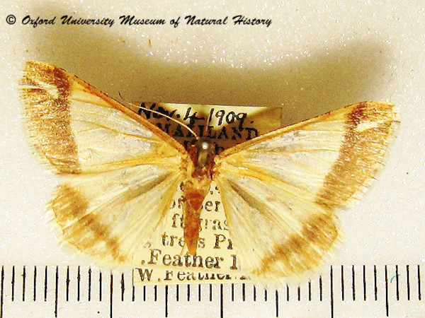 /filer/webapps/moths/media/images/P/procidata_Chiasmia_A_OUMNH_02.jpg