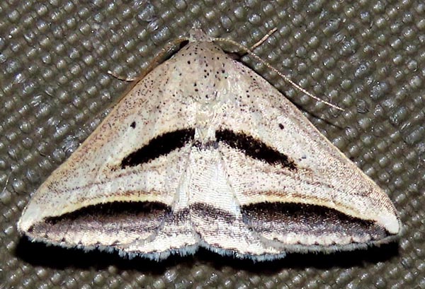 /filer/webapps/moths/media/images/P/proclinata_Loxioda_A_Braun_09.jpg