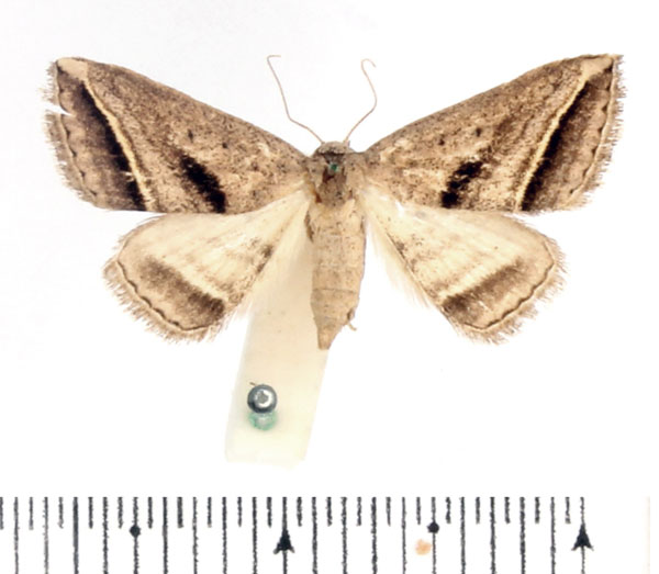 /filer/webapps/moths/media/images/P/proclinata_Marca_AF_BMNH.jpg