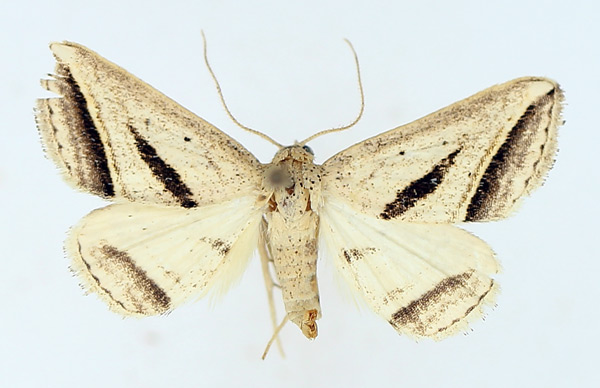 /filer/webapps/moths/media/images/P/proclinata_Marca_AF_TMSA_01.jpg