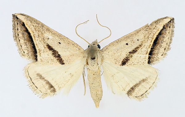 /filer/webapps/moths/media/images/P/proclinata_Marca_AF_TMSA_02.jpg