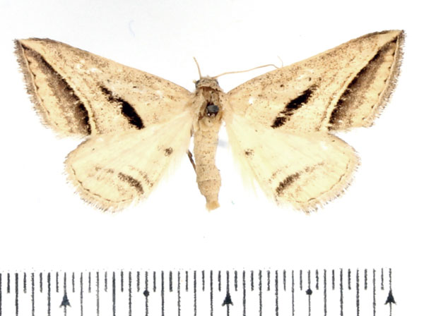 /filer/webapps/moths/media/images/P/proclinata_Marca_AM_BMNH_01.jpg