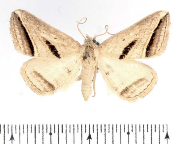 /filer/webapps/moths/media/images/P/proclinata_Marca_AM_BMNH_02.jpg