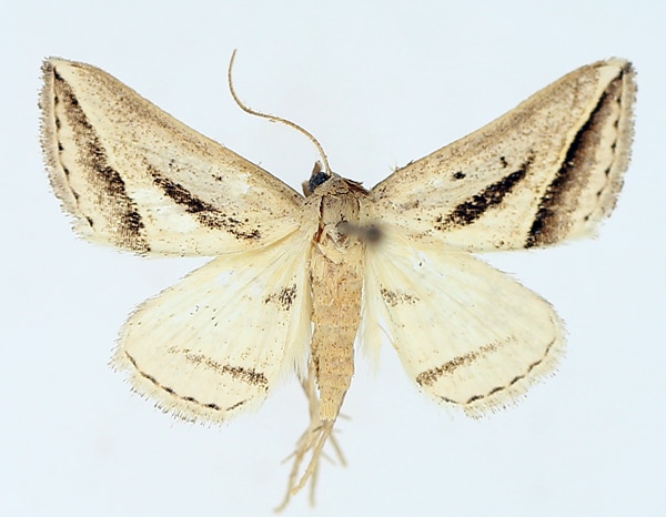 /filer/webapps/moths/media/images/P/proclinata_Marca_AM_TMSA_01.jpg