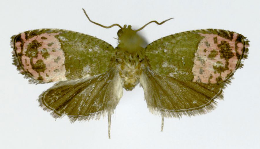 /filer/webapps/moths/media/images/P/prodiga_Anthozela_HT_ZMJU.jpg