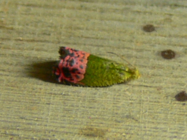 /filer/webapps/moths/media/images/P/prodiga_Prophaecasia_A_Goff_02.jpg