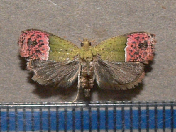 /filer/webapps/moths/media/images/P/prodiga_Prophaecasia_A_Goffa_03.jpg