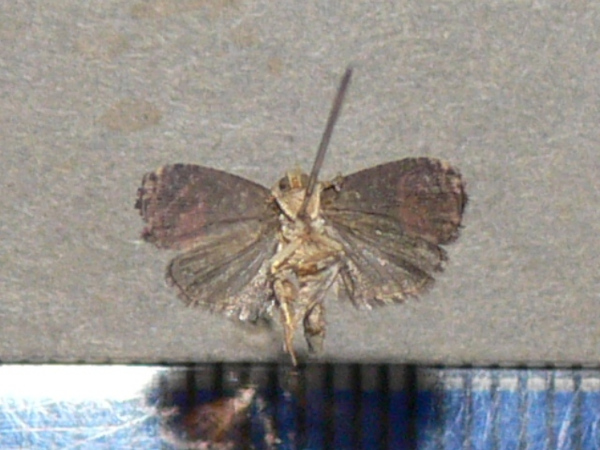 /filer/webapps/moths/media/images/P/prodiga_Prophaecasia_A_Goffb_01.jpg