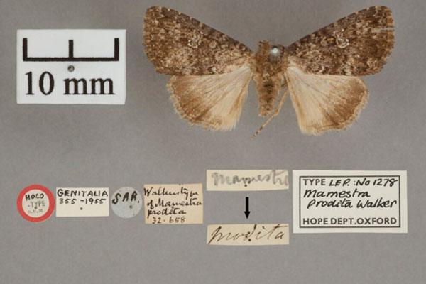 /filer/webapps/moths/media/images/P/prodita_Mamestra_HT_OUMNHa.jpg