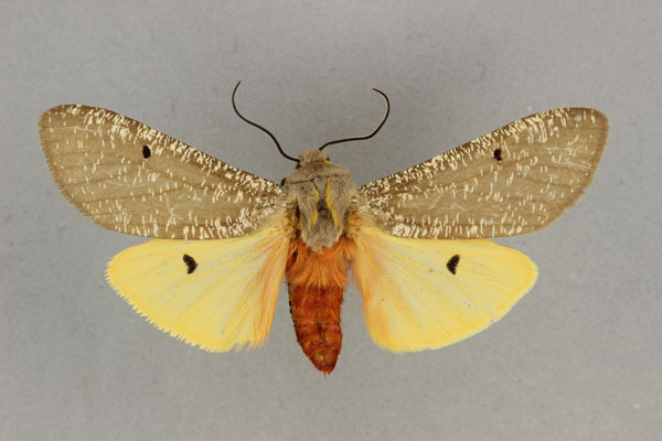 /filer/webapps/moths/media/images/P/proditrix_Teracotona_AM_BMNH.jpg