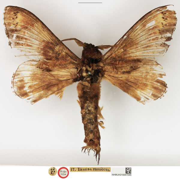 /filer/webapps/moths/media/images/P/producta_Lebeda_HT_NHMUK.jpg