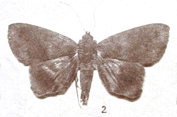 /filer/webapps/moths/media/images/P/producta_Minucia_HT_Holland_3-2.jpg